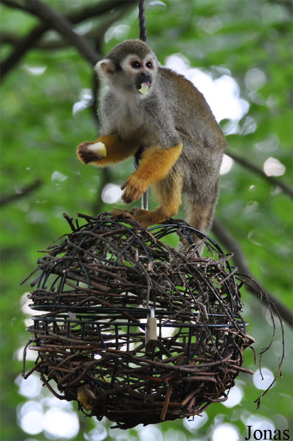 Saimiri sciureus