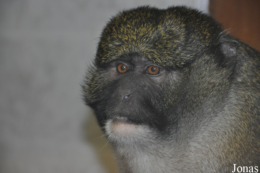 Allenopithecus nigroviridis
