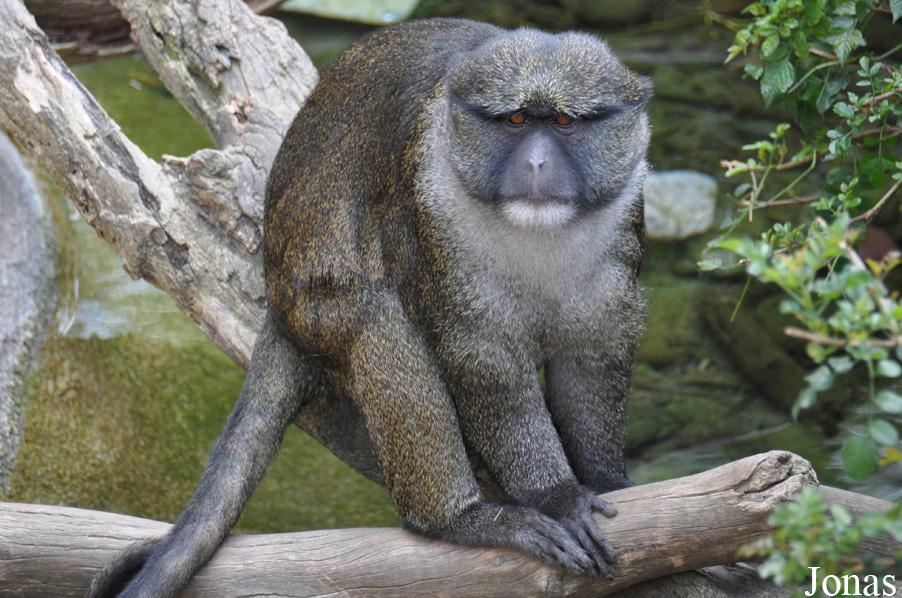 Allenopithecus nigroviridis