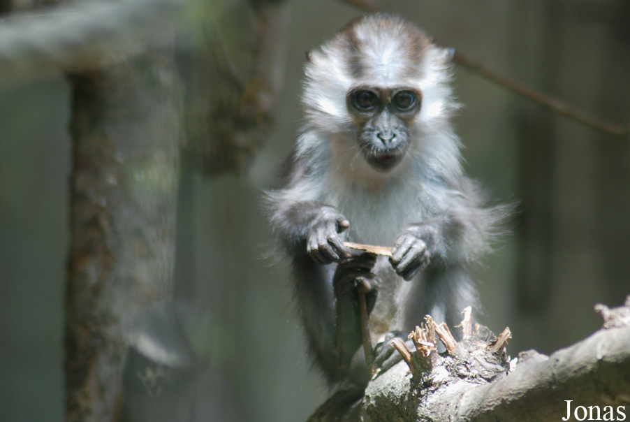 Cercocebus torquatus