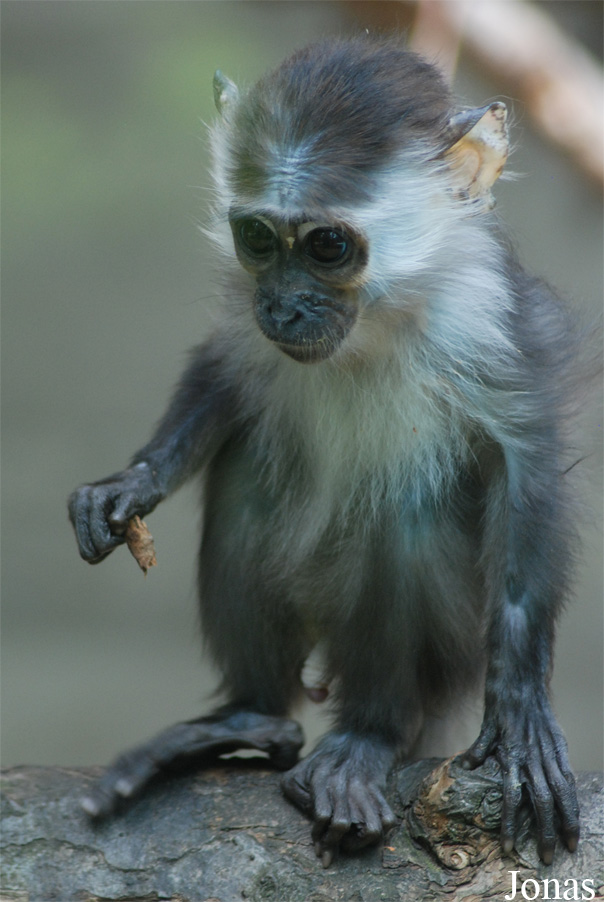 Cercocebus torquatus