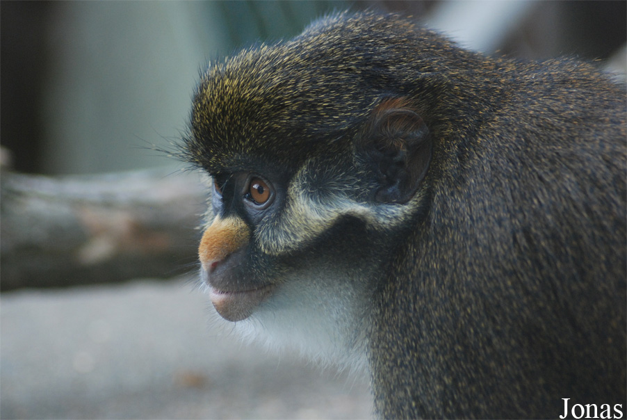 Cercopithecus ascanius whitesidei