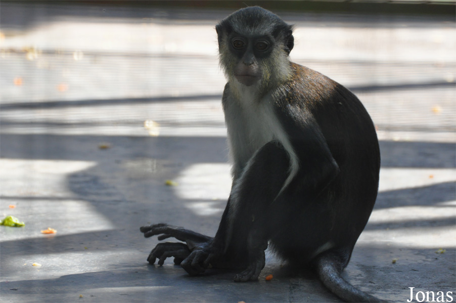 Cercopithecus denti
