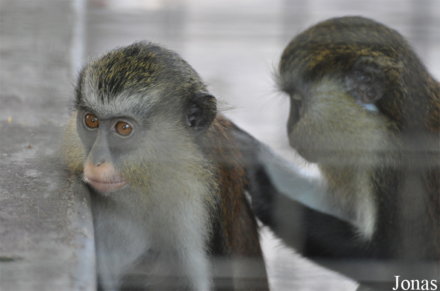 Cercopithecus denti