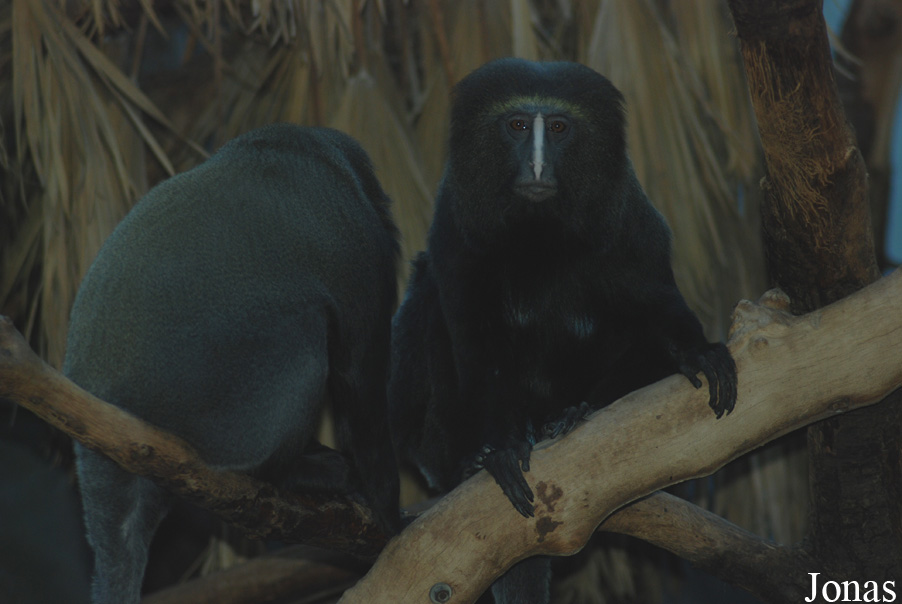 Cercopithecus hamlyni