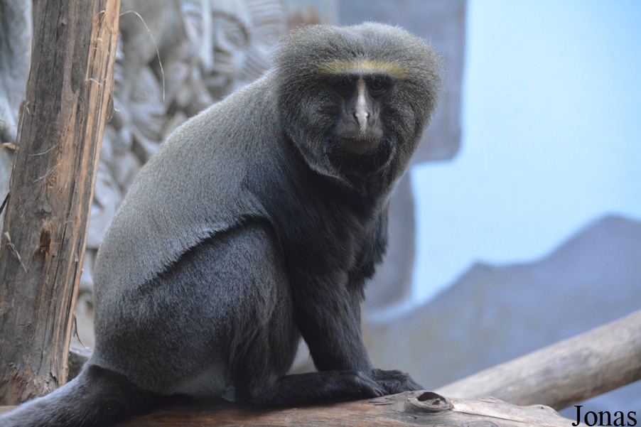 Cercopithecus hamlyni