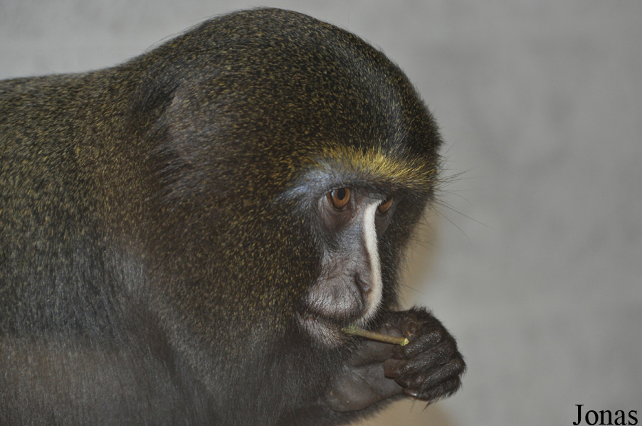 Cercopithecus hamlyni