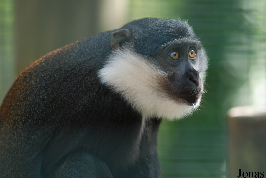 Cercopithecus lhoesti