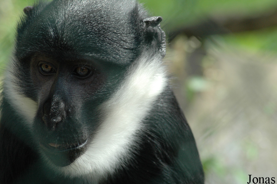 Cercopithecus lhoesti