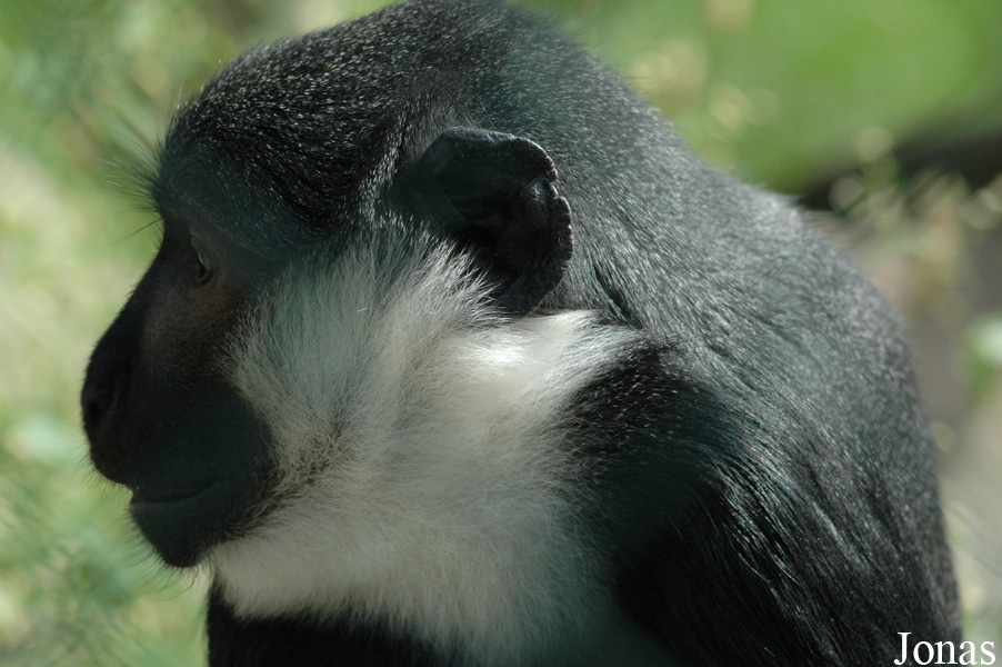 Cercopithecus lhoesti