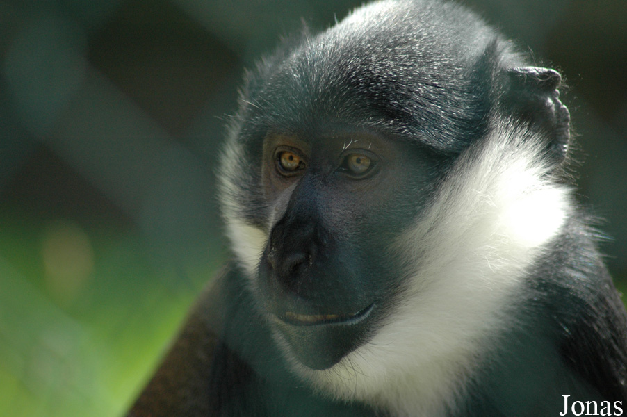 Cercopithecus lhoesti