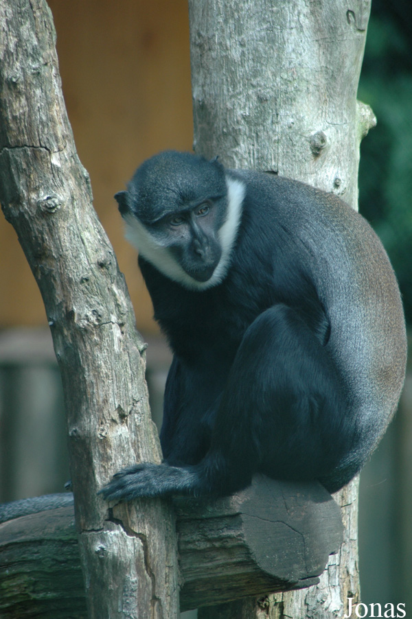 Cercopithecus lhoesti