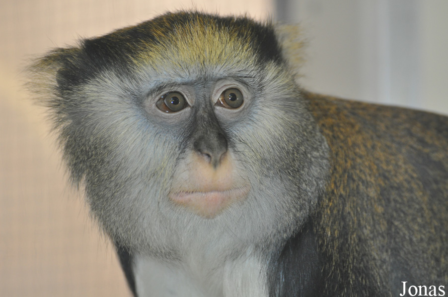 Cercopithecus lowei