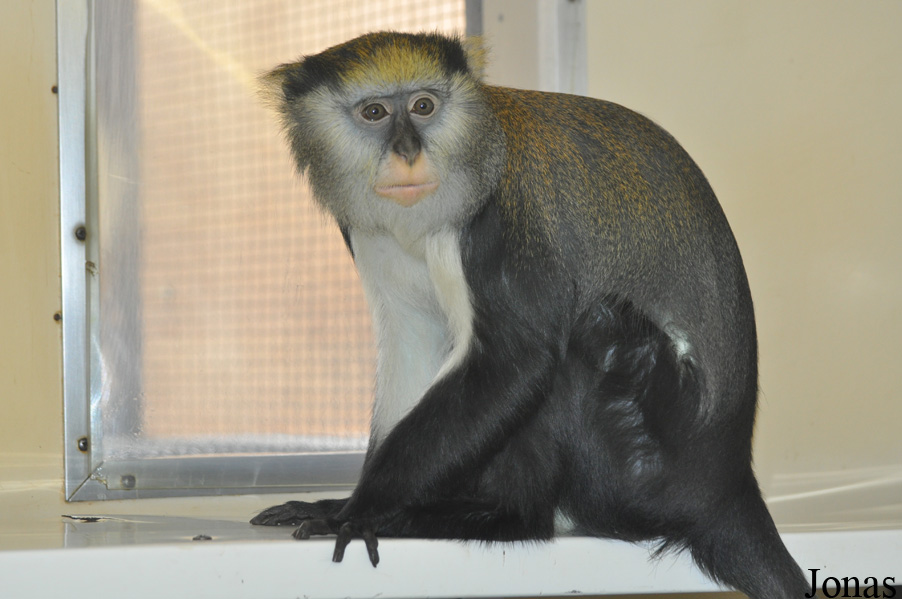 Cercopithecus lowei