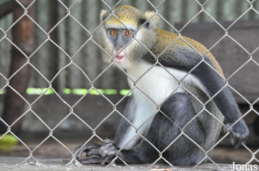Cercopithecus lowei