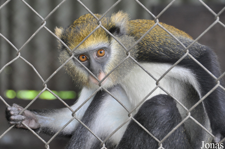 Cercopithecus lowei