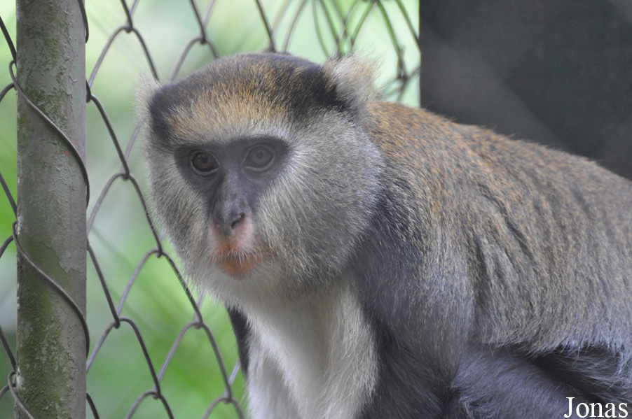 Cercopithecus lowei