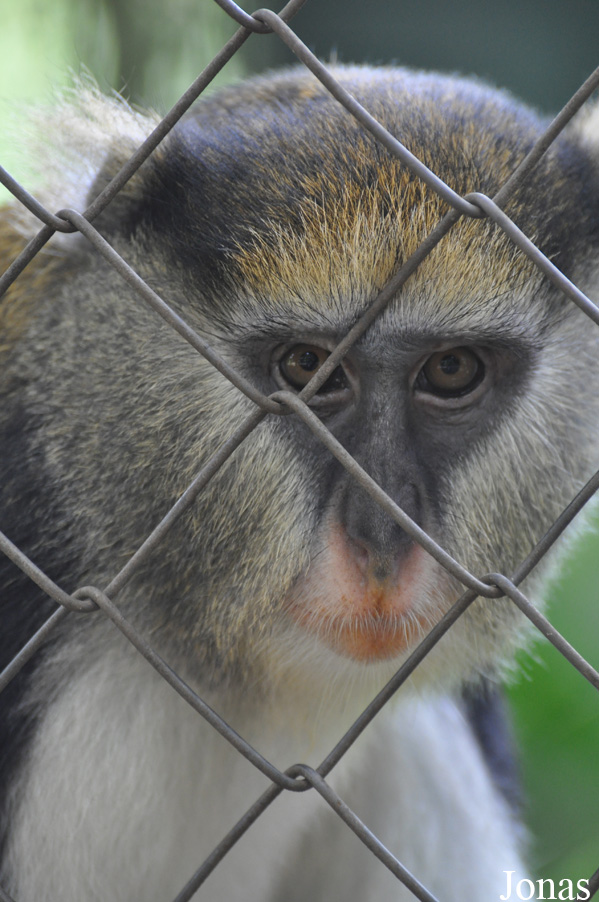 Cercopithecus lowei