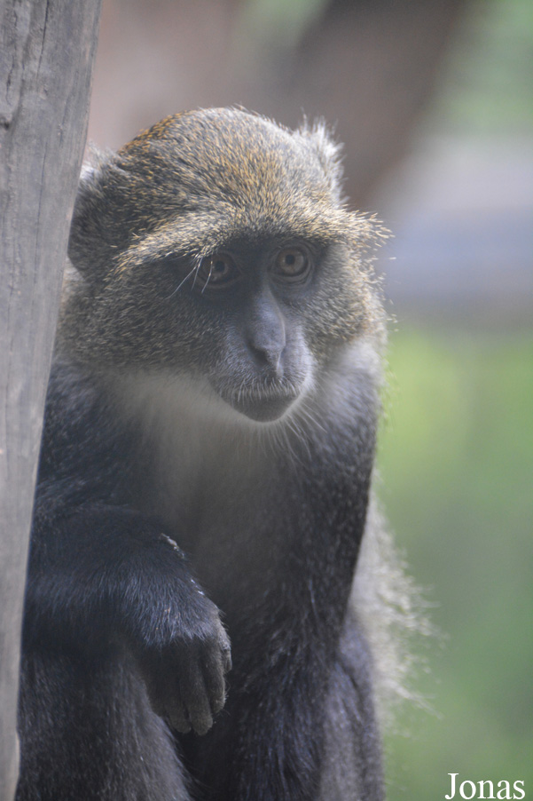 Cercopithecus mitis albogularis