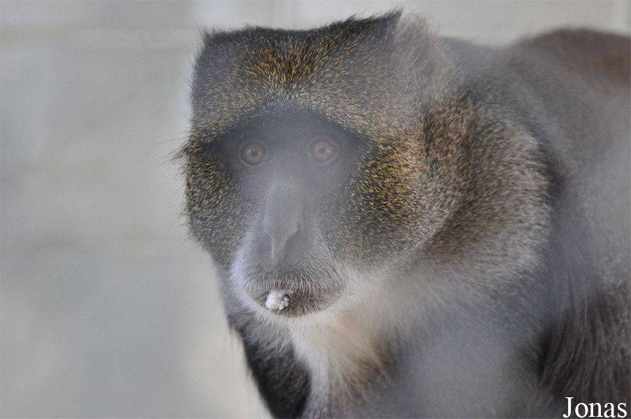 Cercopithecus mitis albogularis