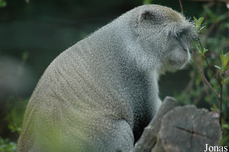 Cercopithecus mitis albogularis