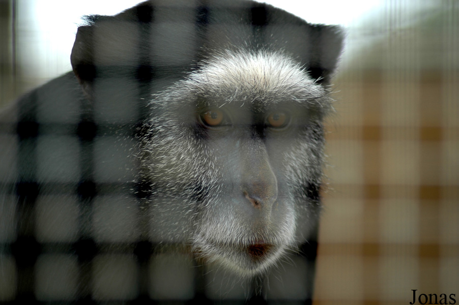 Cercopithecus mitis stuhlmanni 
