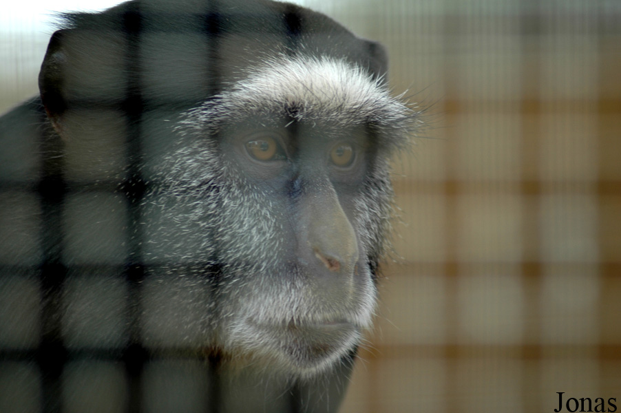 Cercopithecus mitis stuhlmanni 