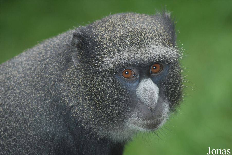 Cercopithecus nictitans nictitans