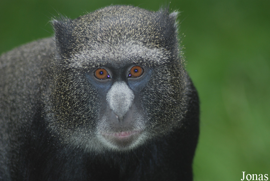 Cercopithecus nictitans nictitans