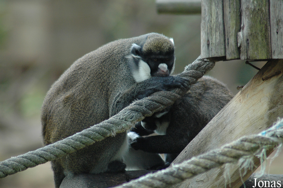 Cercopithecus petaurista
