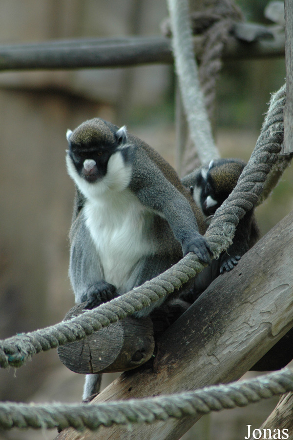 Cercopithecus petaurista
