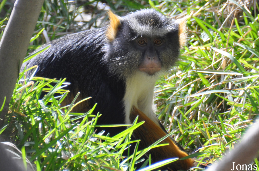 Cercopithecus wolfi wolfi