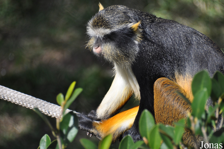 Cercopithecus wolfi wolfi