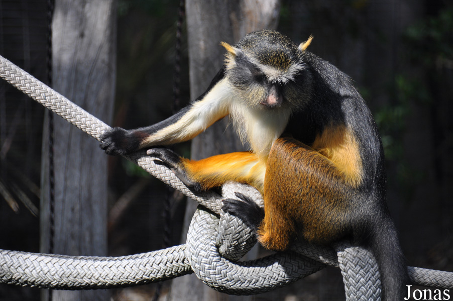 Cercopithecus wolfi wolfi