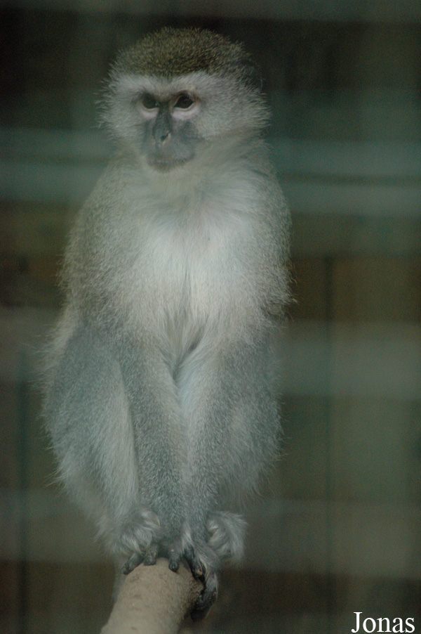 Chlorocebus pygerythrus