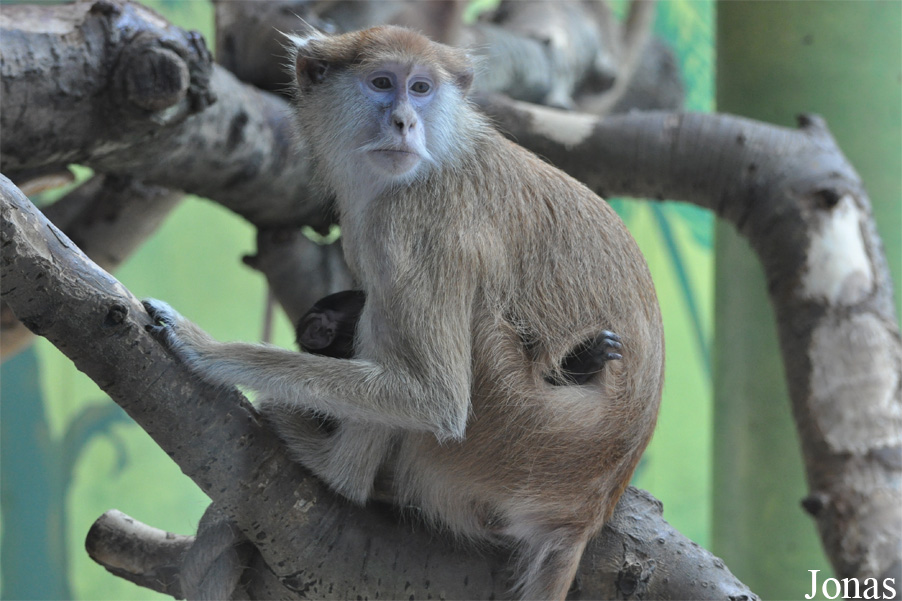 Erythrocebus patas