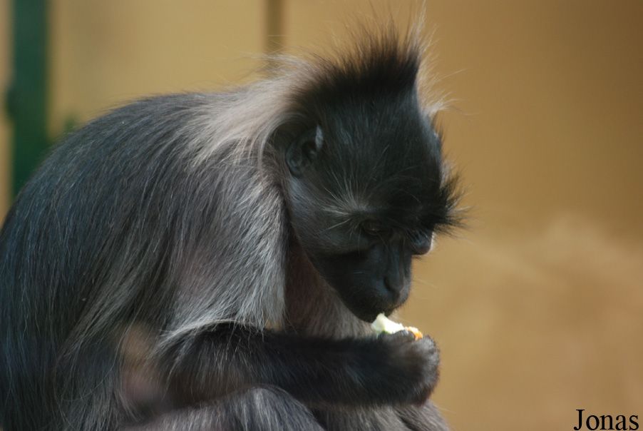 Lophocebus albigena albigena