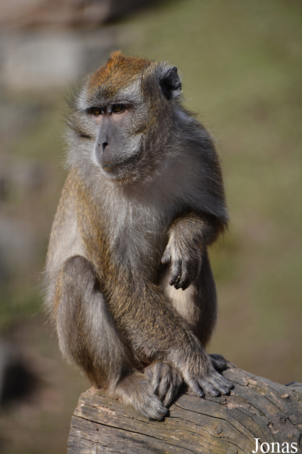 Macaca fascicularis