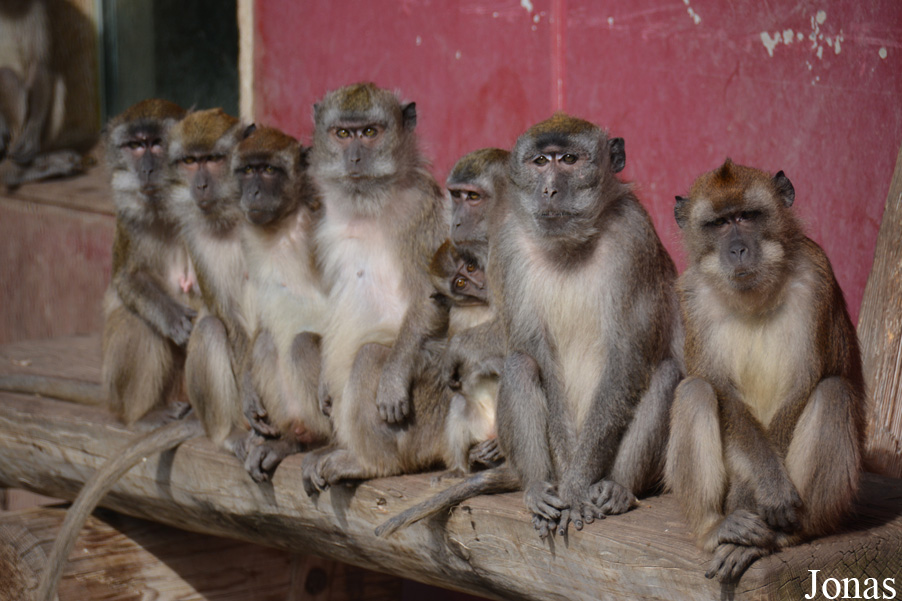 Macaca fascicularis