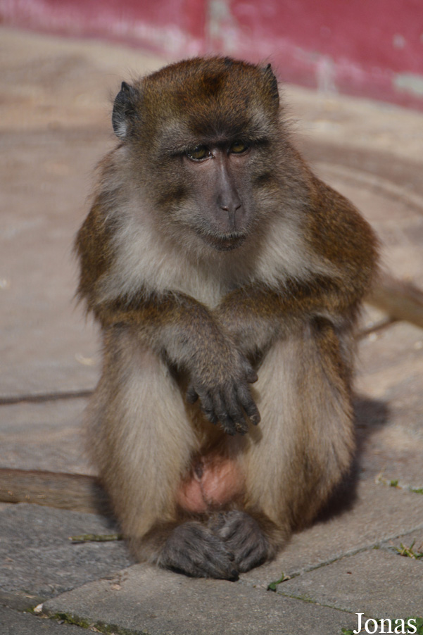 Macaca fascicularis