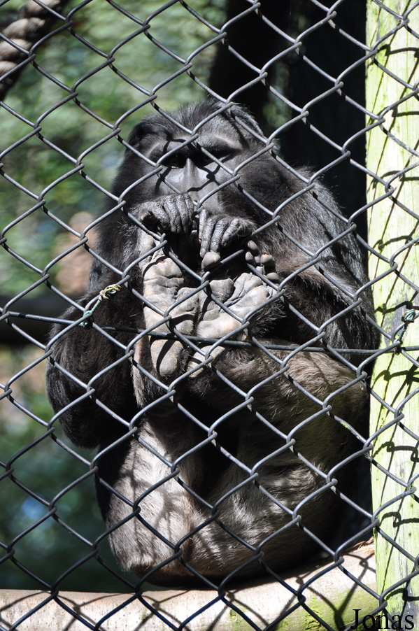 Macaca hecki