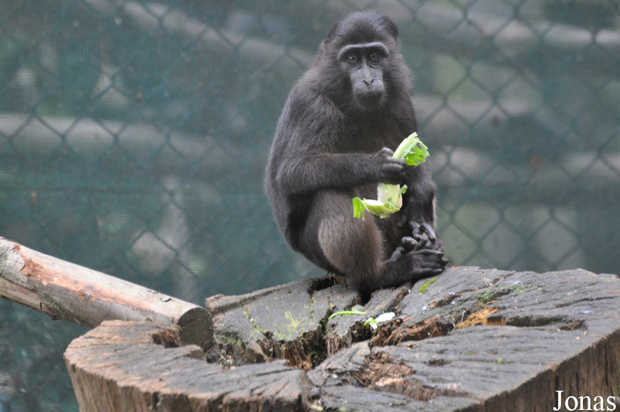 Macaca hecki