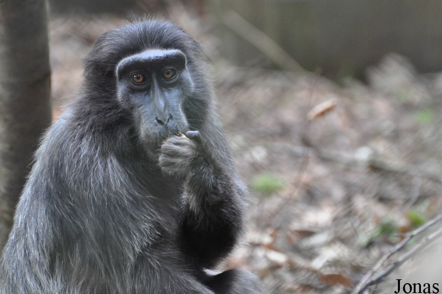 Macaca hecki