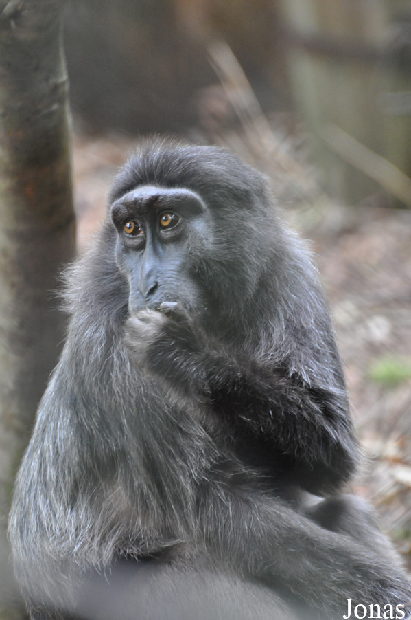 Macaca hecki