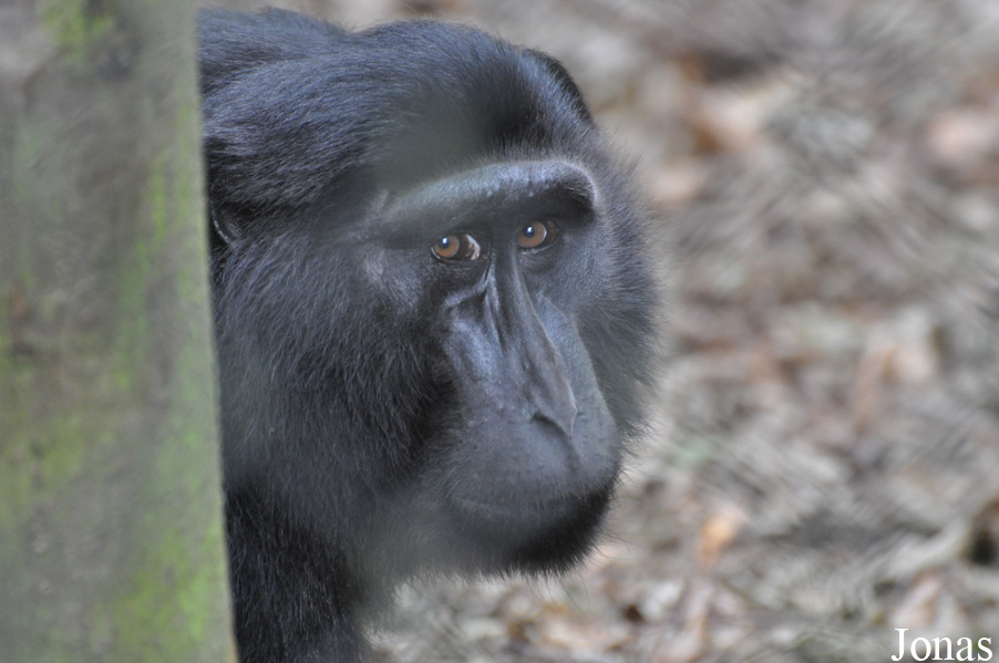 Macaca hecki