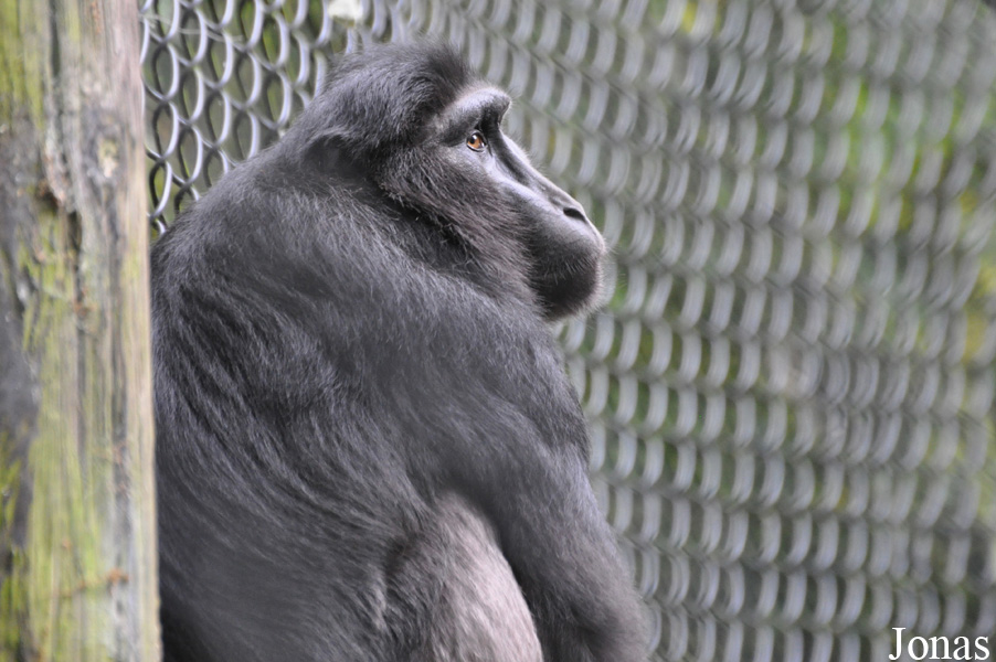 Macaca hecki