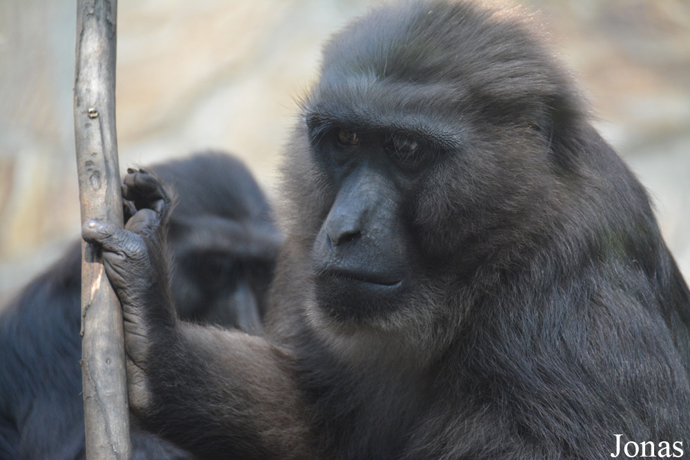 Macaca maura