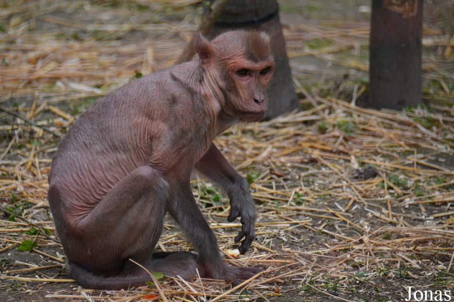 Macaca mulatta