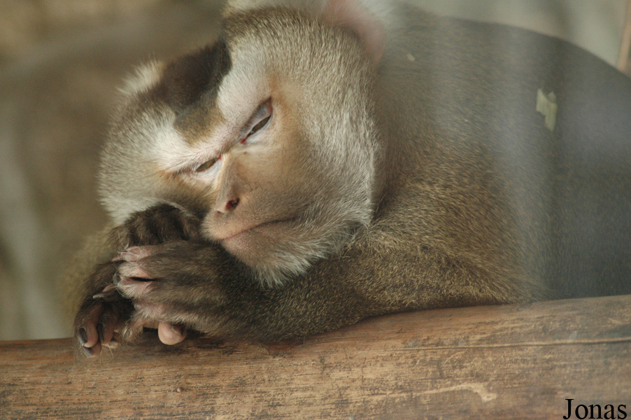 Macaca nemestrina