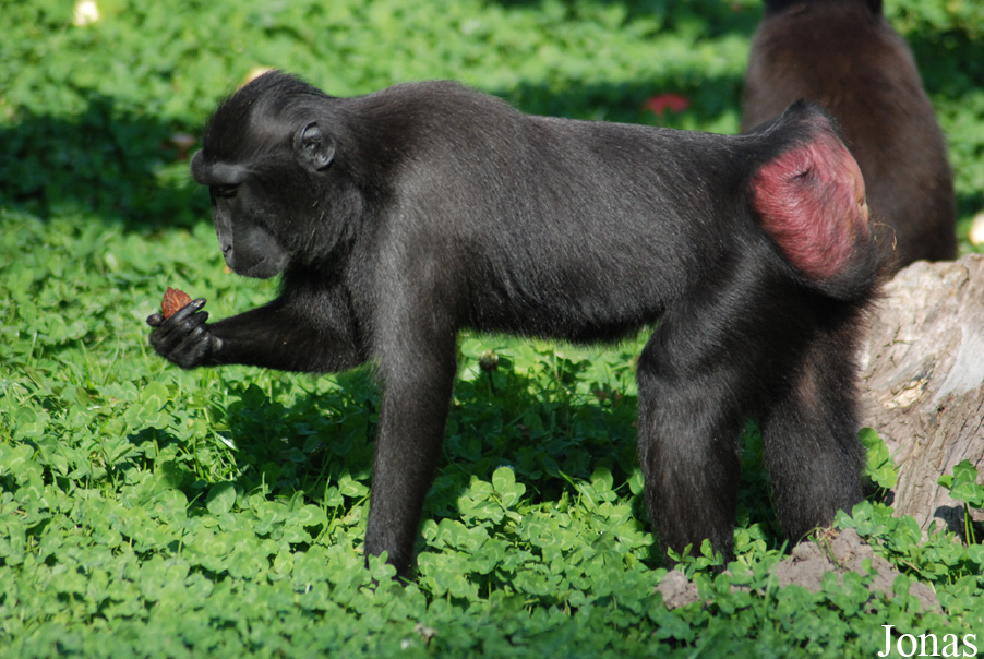 Macaca nigra